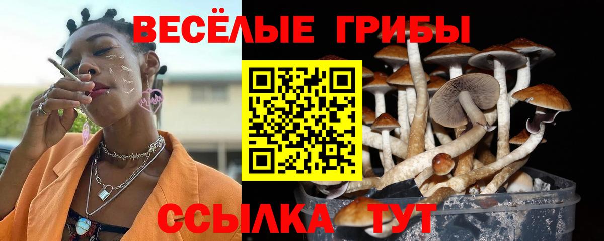 Псилоцибиновые грибы прущие грибы Махачкала