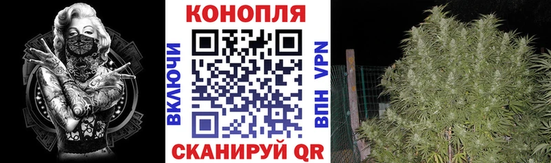 Канабис OG Kush Махачкала